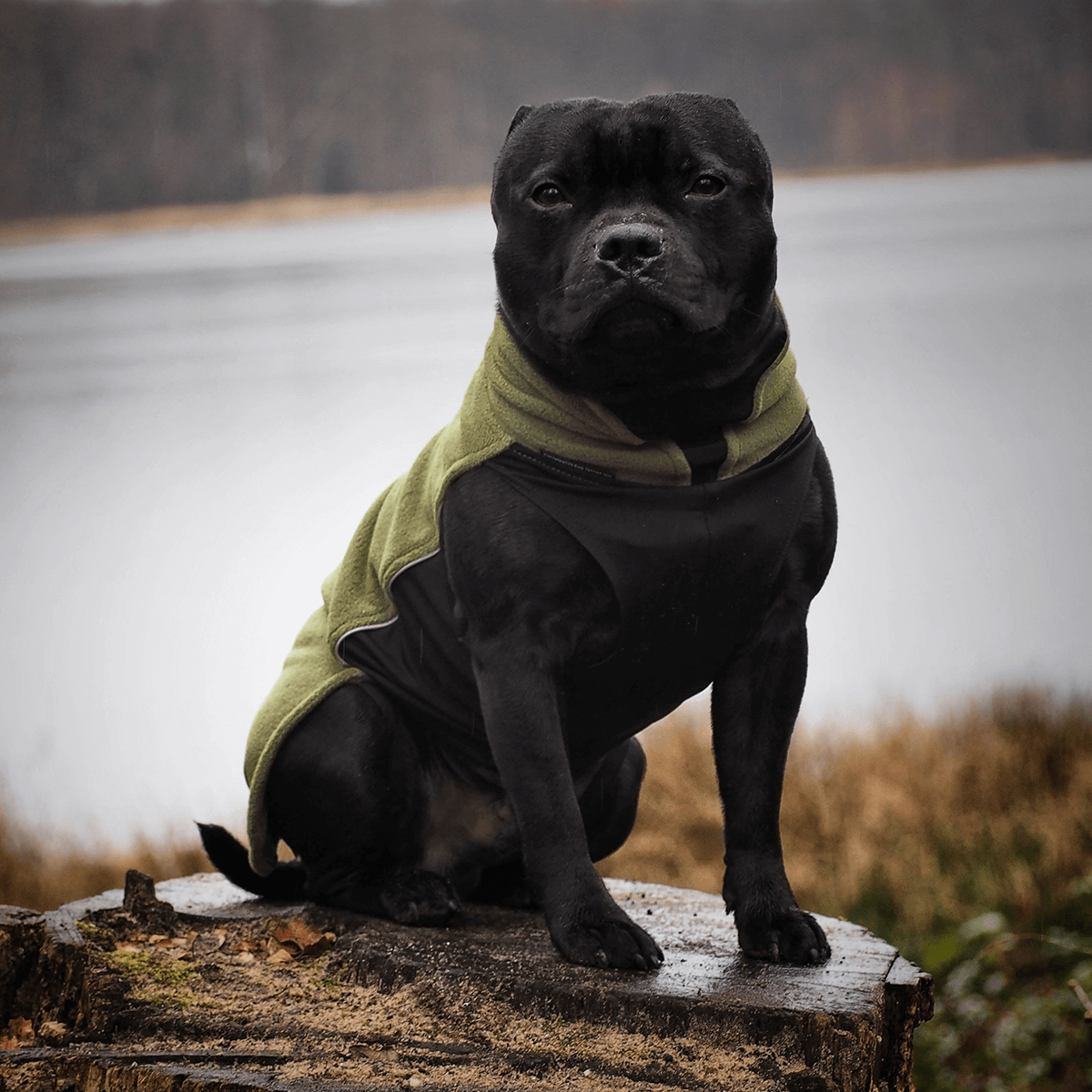 Fleece Coat Staffordshire Bull Terrier 1935®