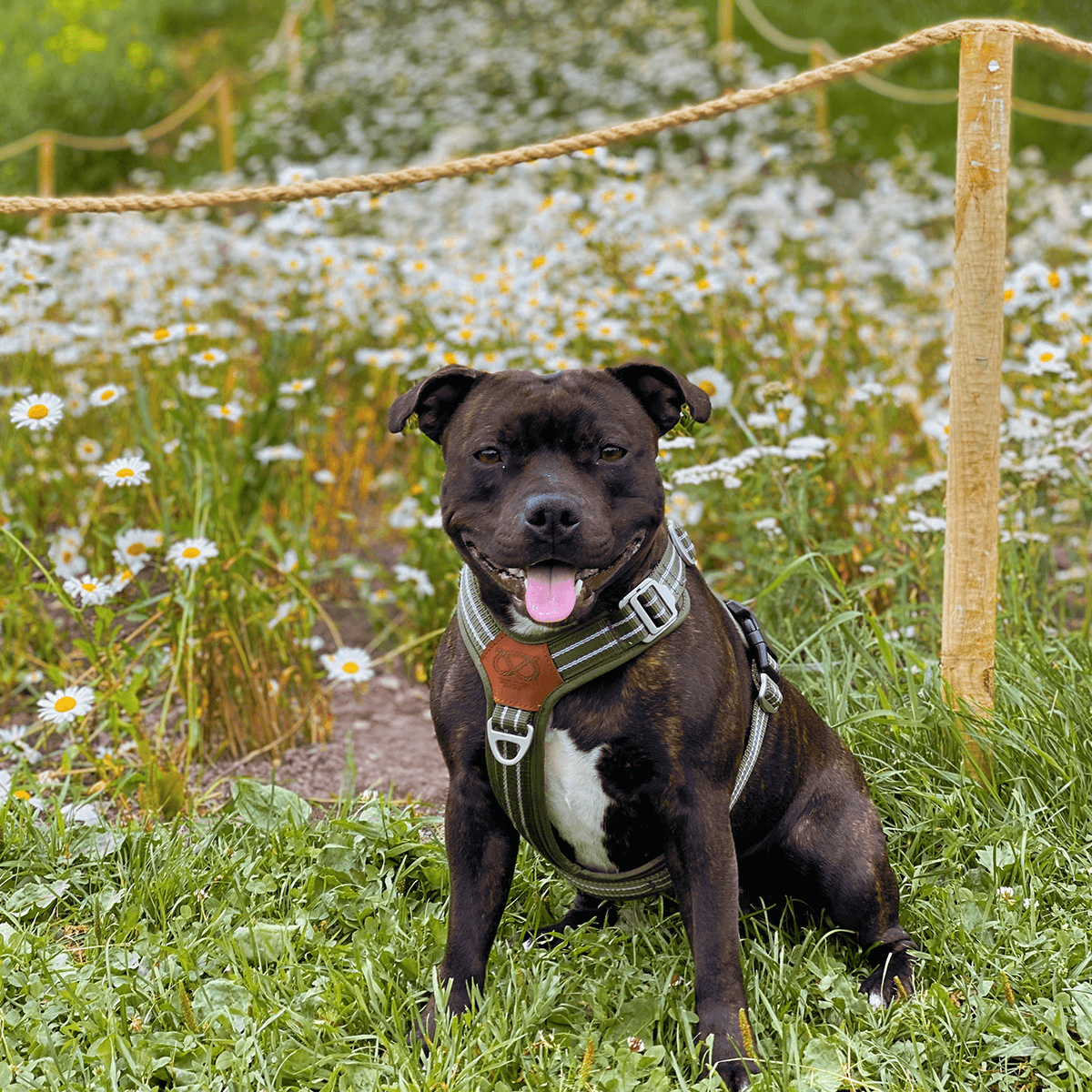 Staffordshire Bull Terrier 1935® Nylon Harness & Leash Set