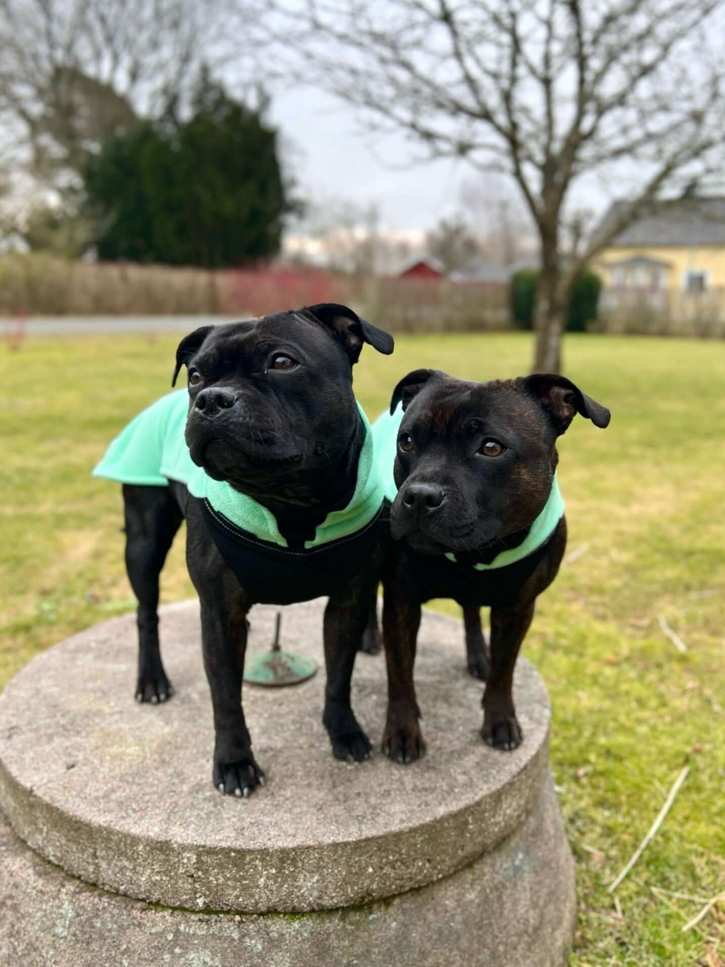 Staffy Fleece Coat - Staffordshire Bull Terrier 1935®