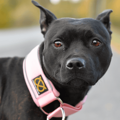 Martingale Half Choke Collar Staffordshire Bull Terrier 1935®