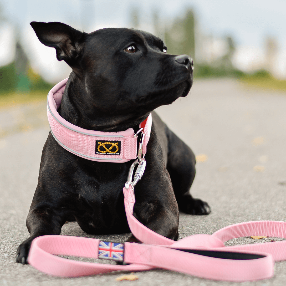 Martingale Half Choke Collar Staffordshire Bull Terrier 1935®