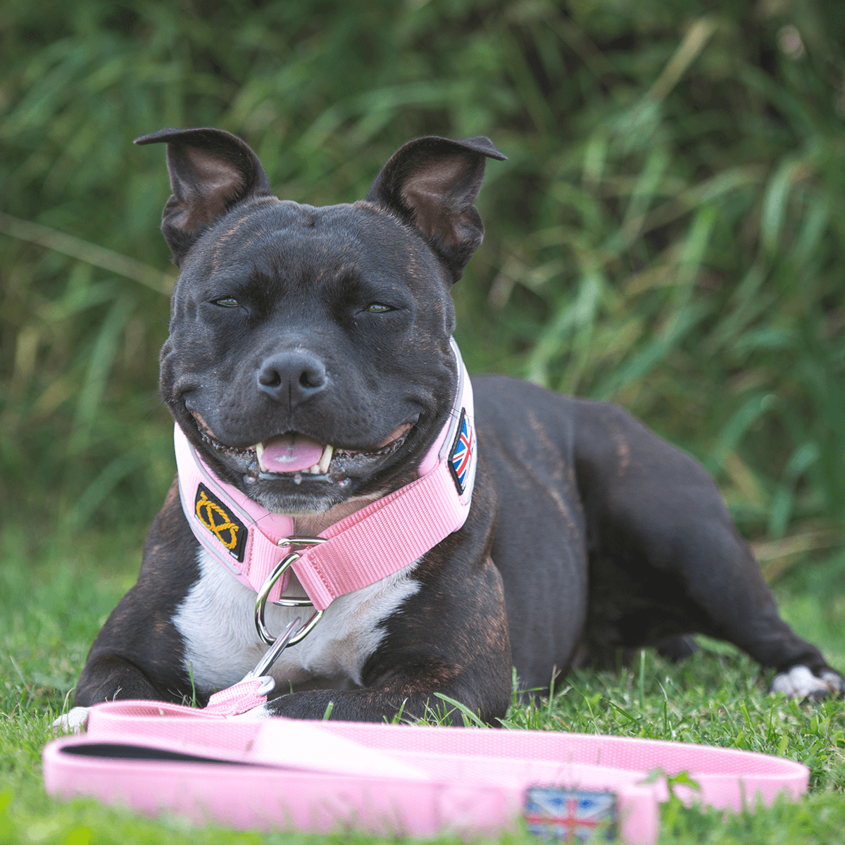 Martingale Half Choke Collar Staffordshire Bull Terrier 1935®