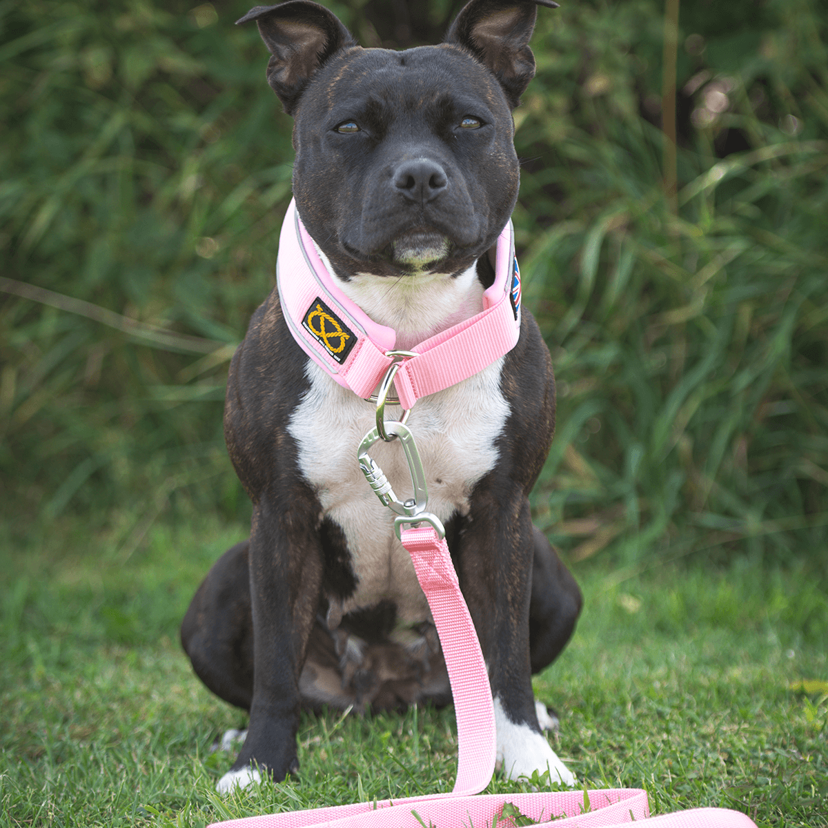 Martingale Half Choke Collar Staffordshire Bull Terrier 1935®