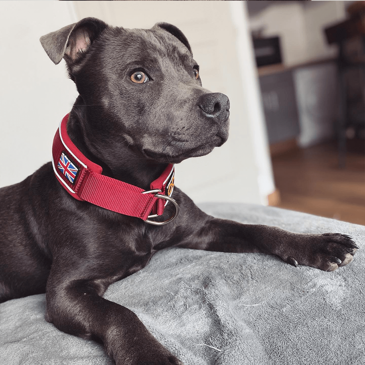 Martingale Half Choke Collar Staffordshire Bull Terrier 1935®