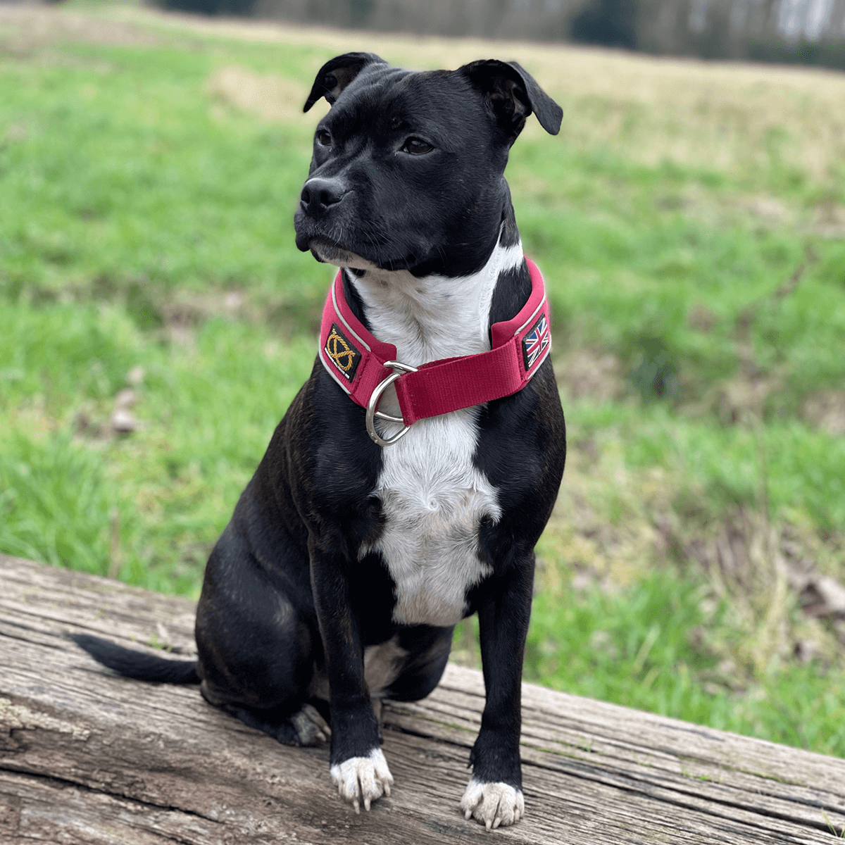 Martingale Half Choke Collar Staffordshire Bull Terrier 1935®