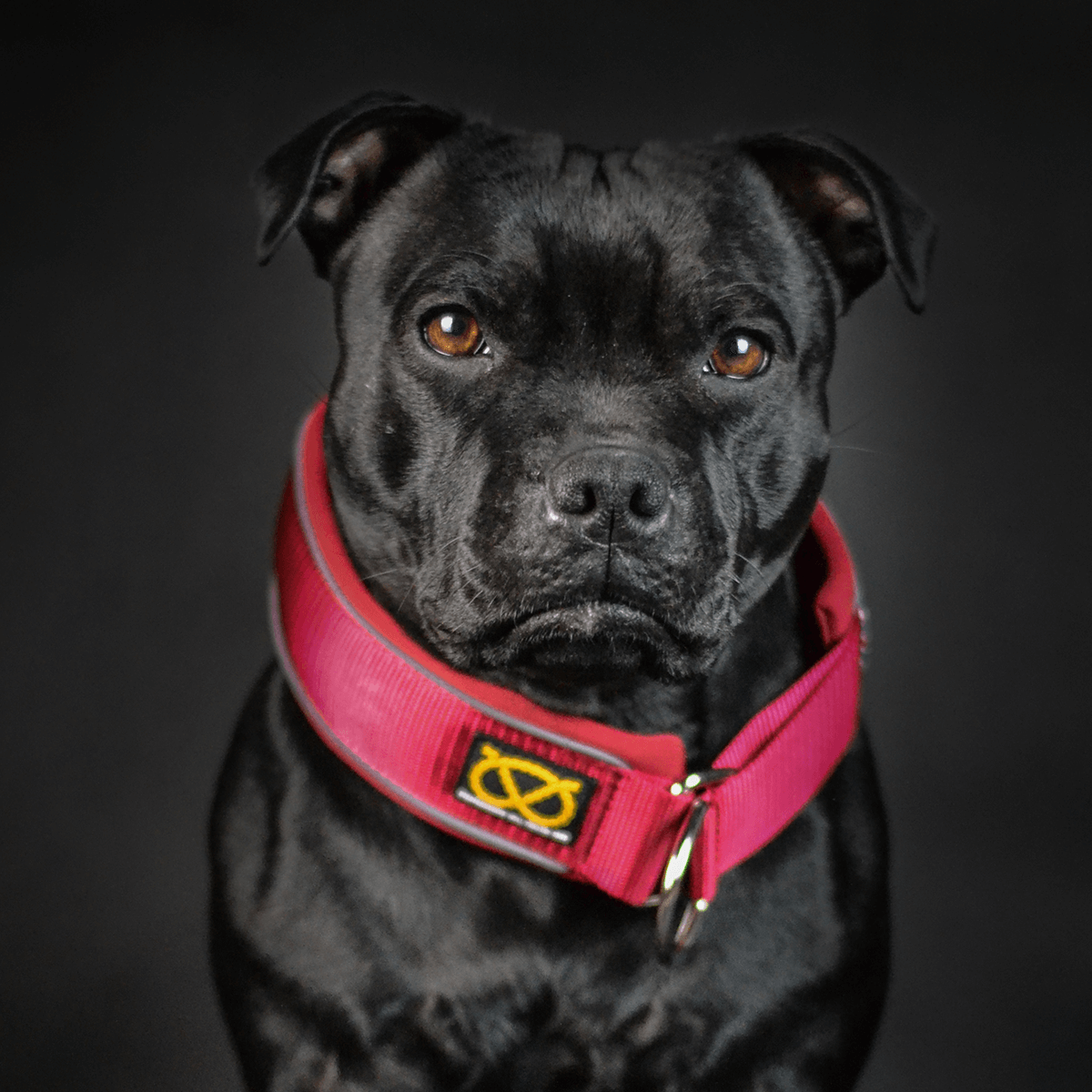 Martingale Half Choke Collar Staffordshire Bull Terrier 1935®