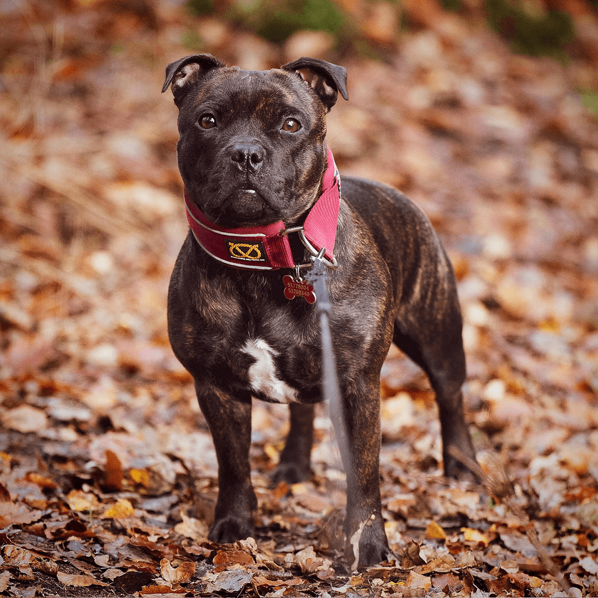 Martingale Half Choke Collar Staffordshire Bull Terrier 1935®