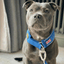 Martingale Half Choke Collar Staffordshire Bull Terrier 1935®