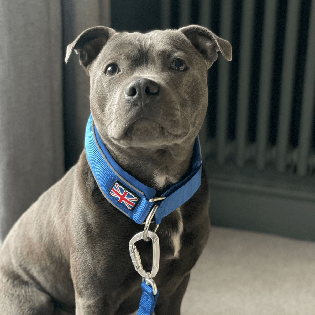 Martingale Half Choke Collar Staffordshire Bull Terrier 1935®