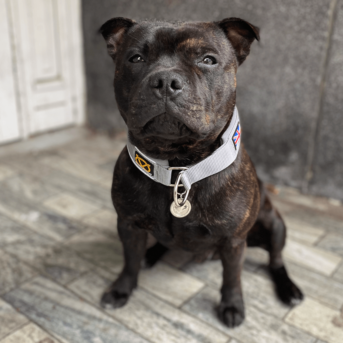 Martingale Half Choke Collar Staffordshire Bull Terrier 1935®