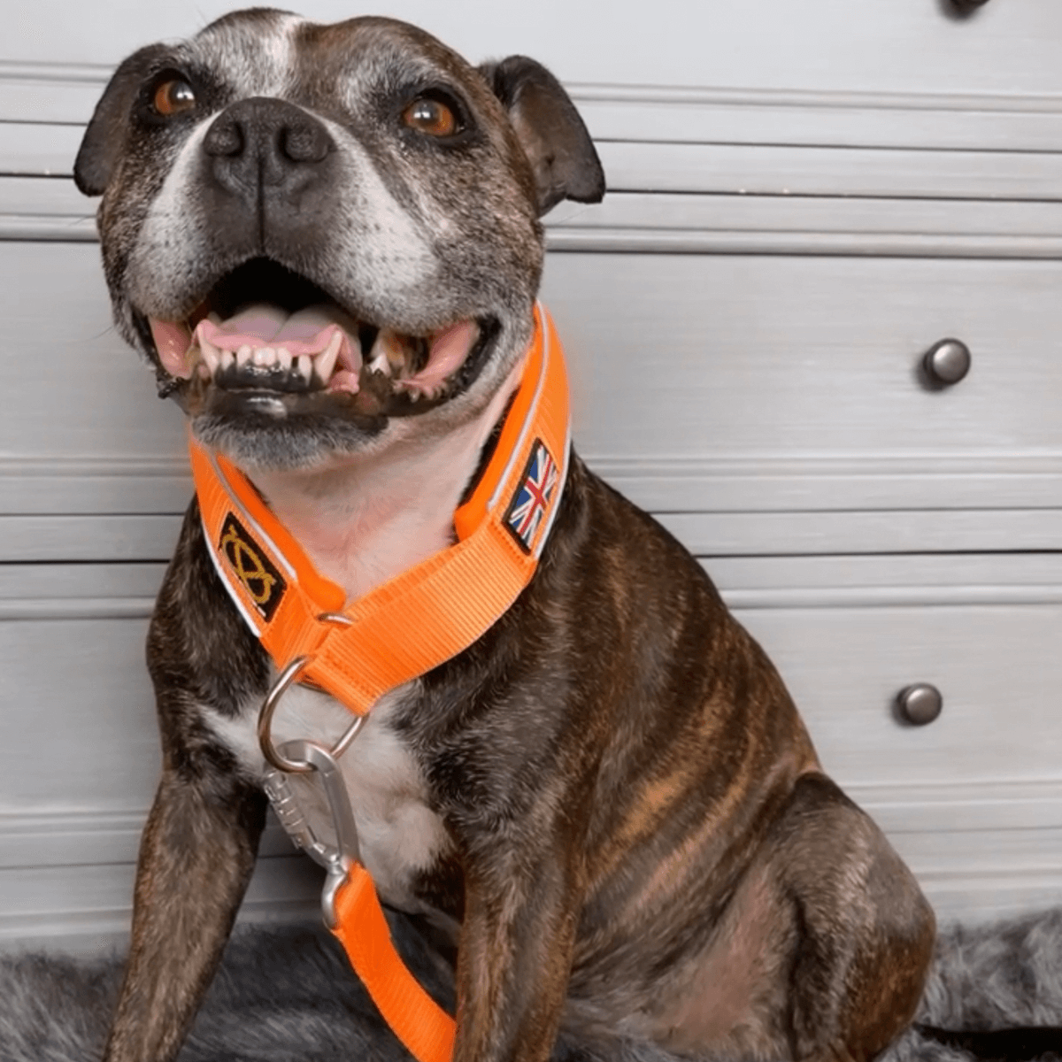 Martingale Half Choke Collar Staffordshire Bull Terrier 1935®