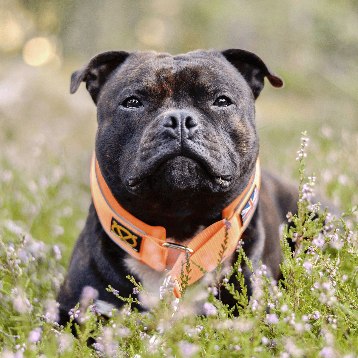 Martingale Half Choke Collar Staffordshire Bull Terrier 1935®