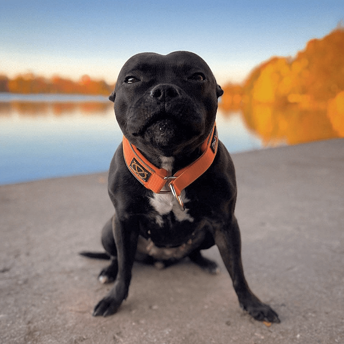 Martingale Half Choke Collar Staffordshire Bull Terrier 1935®