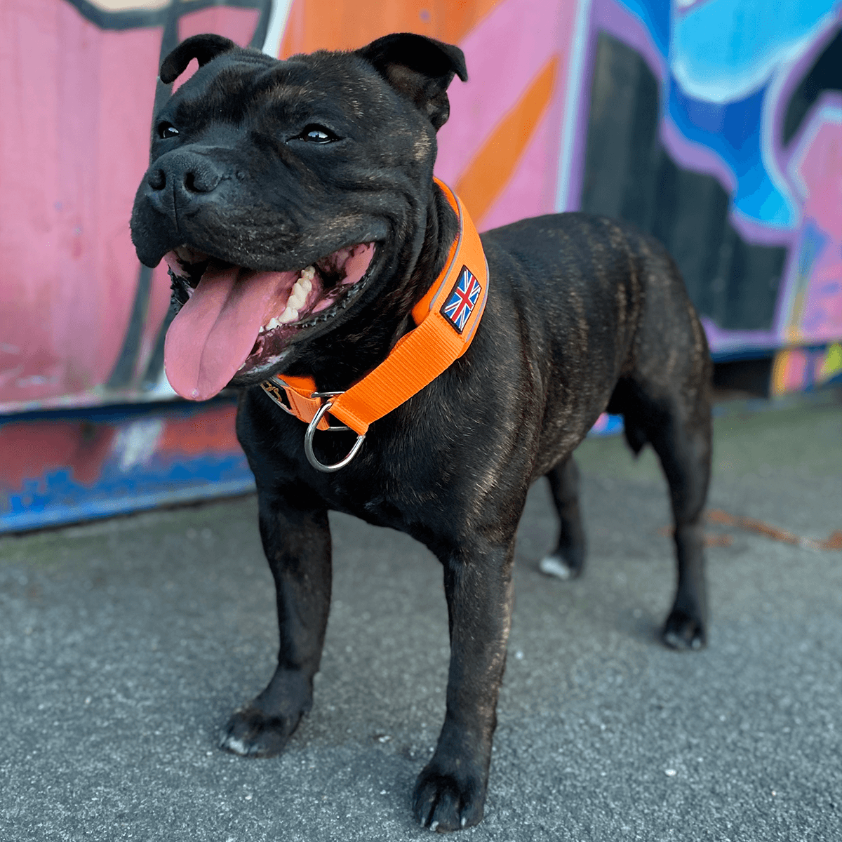 Martingale Half Choke Collar Staffordshire Bull Terrier 1935®