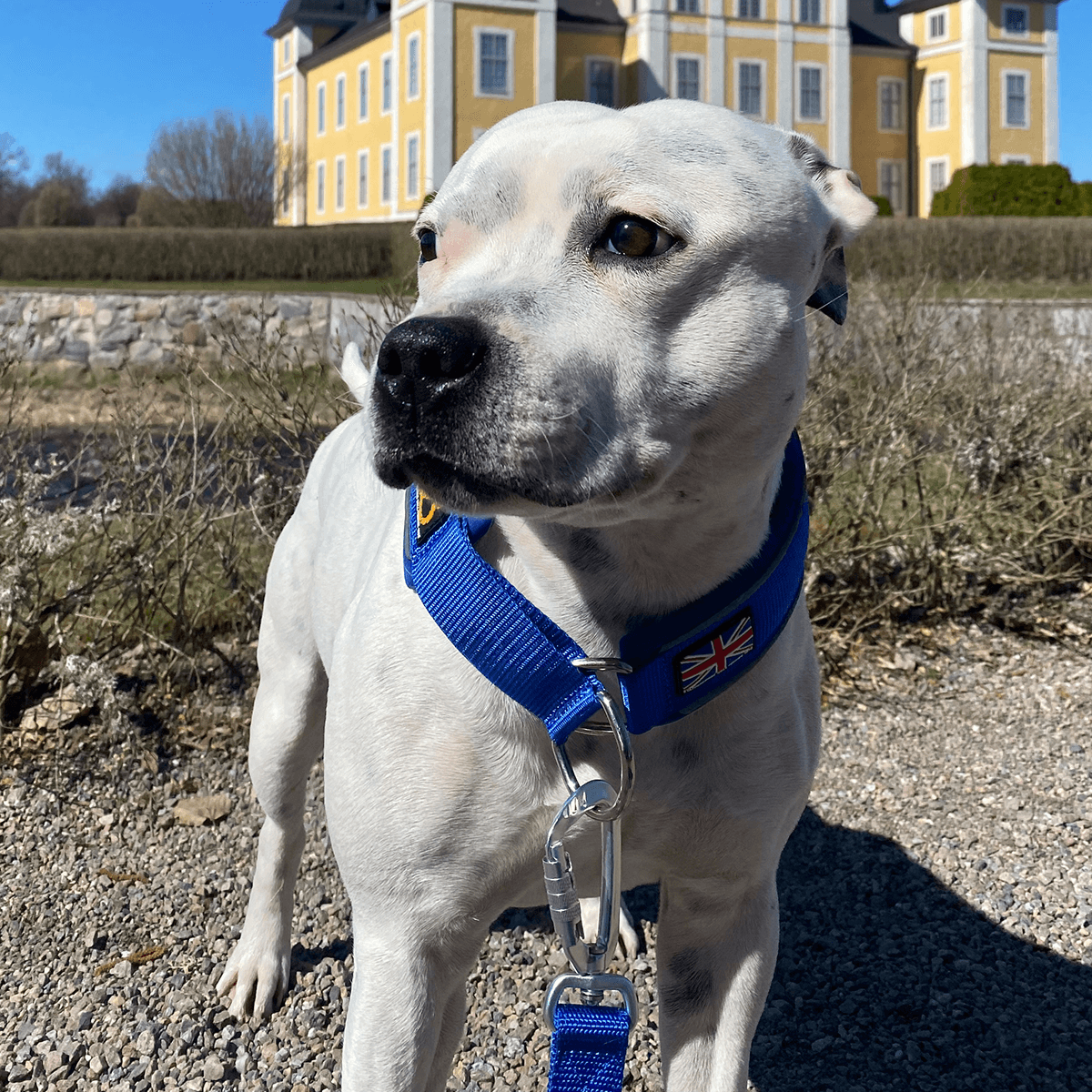 Martingale Half Choke Collar Staffordshire Bull Terrier 1935®