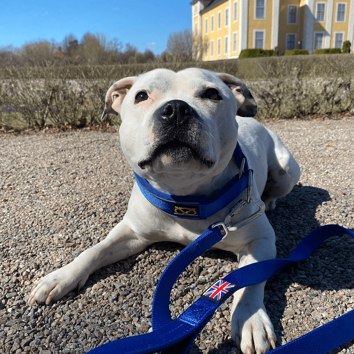 Martingale Half Choke Collar Staffordshire Bull Terrier 1935®