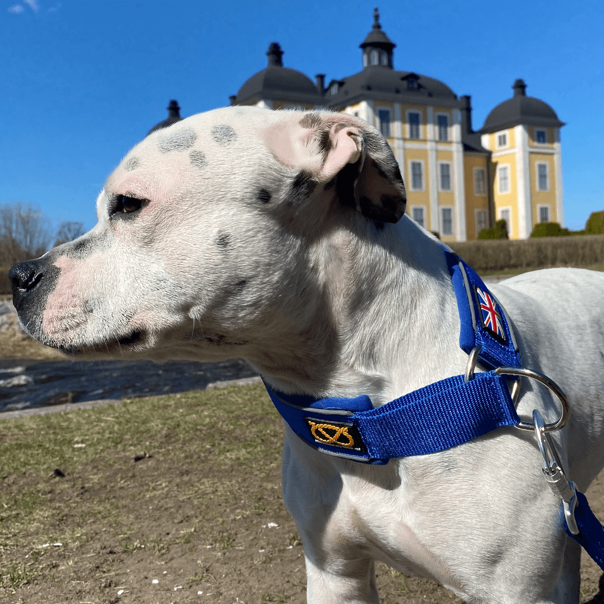 Martingale Half Choke Collar Staffordshire Bull Terrier 1935®