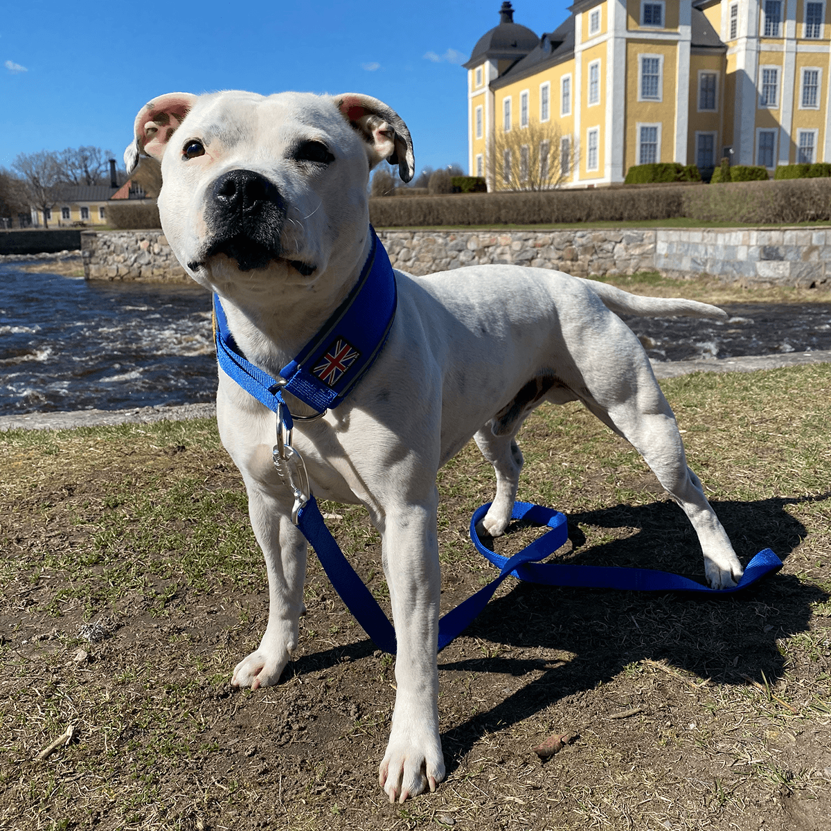 Martingale Half Choke Collar Staffordshire Bull Terrier 1935®