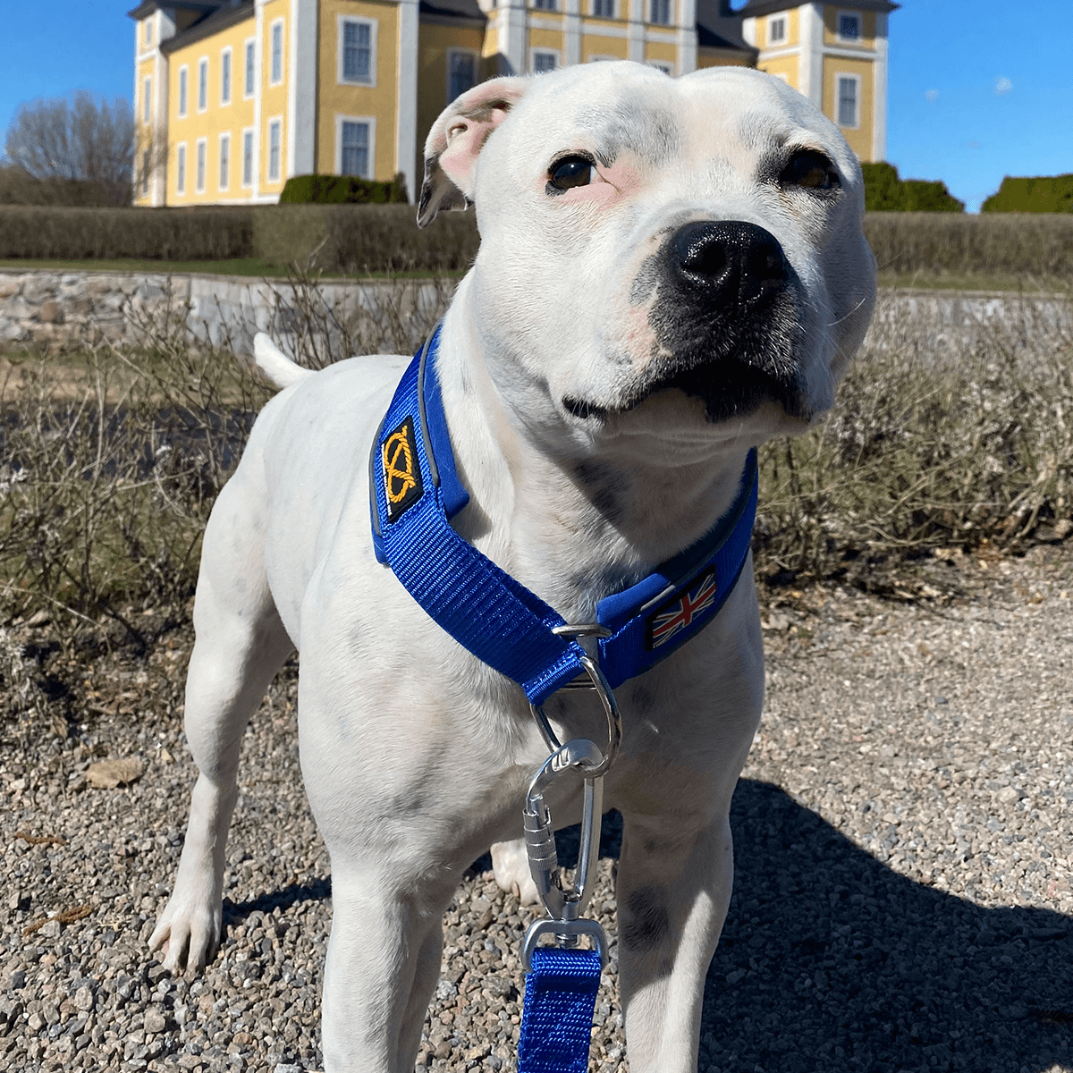 Martingale Half Choke Collar Staffordshire Bull Terrier 1935®