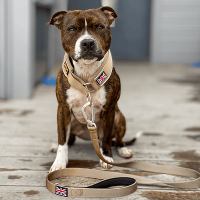 Staffordshire Bull Terrier 1935® Nylonkoppel - Sand - Karbinhake