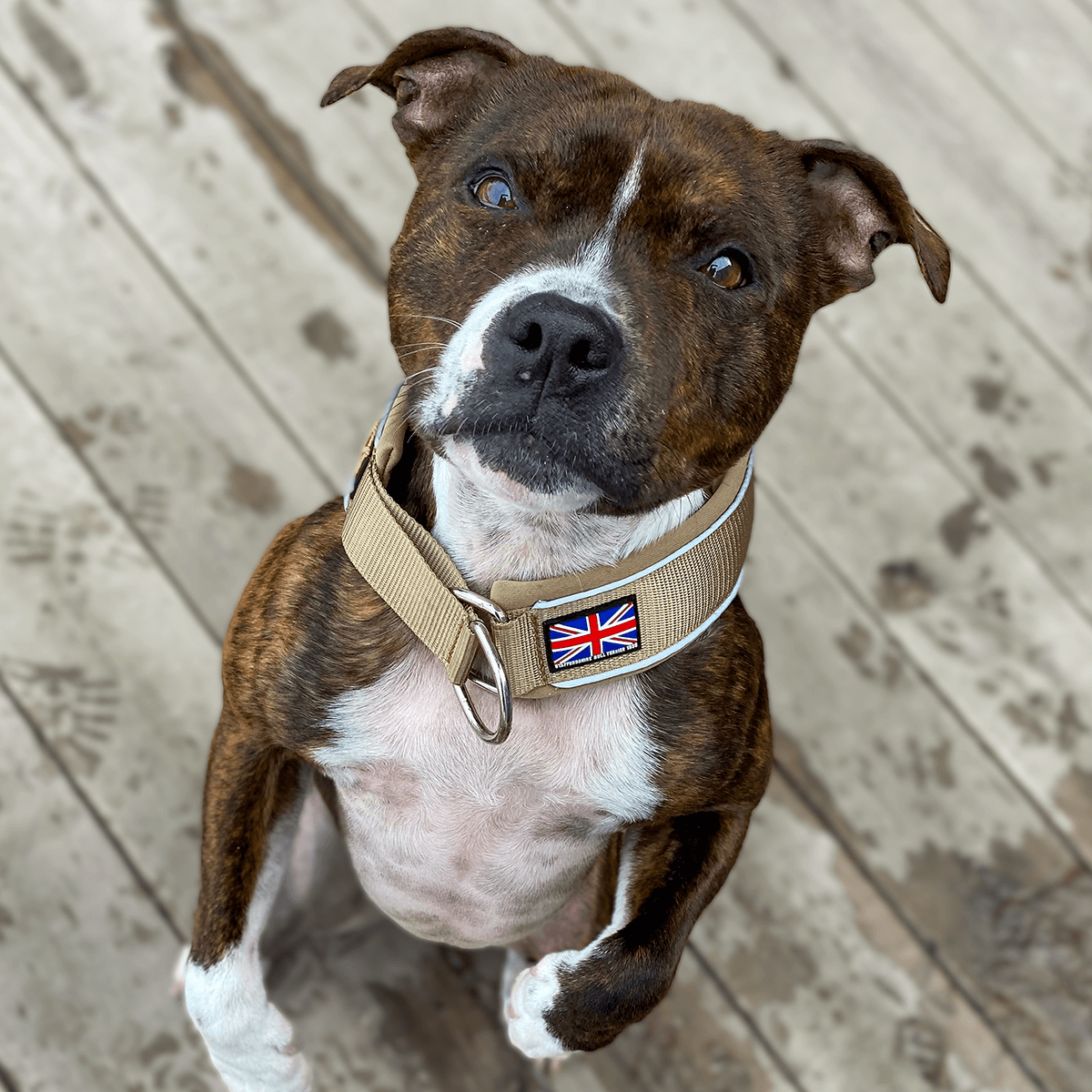 Martingale Collar Half Choke Staffordshire Bull Terrier 1935®