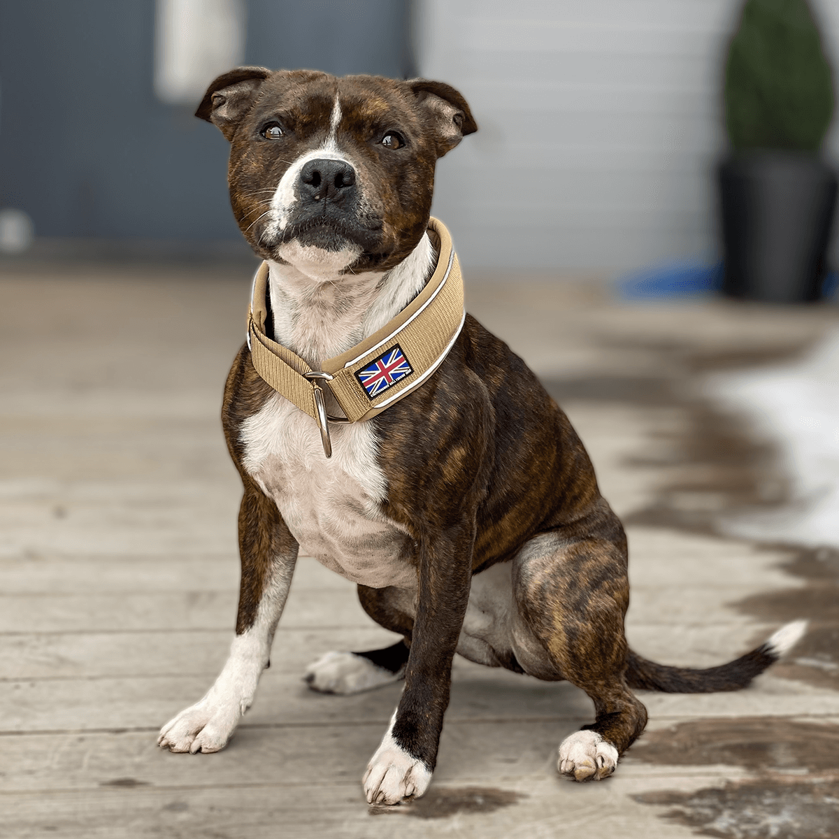 Martingale Collar Half Choke Staffordshire Bull Terrier 1935®