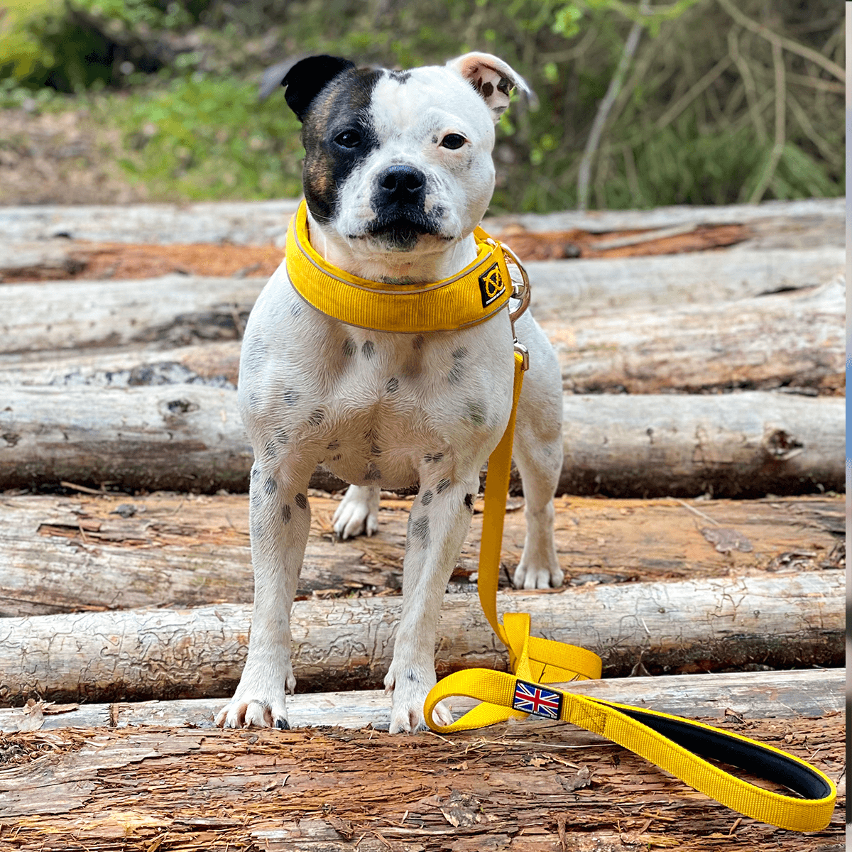 Martingale Half Choke Collar Staffordshire Bull Terrier 1935®