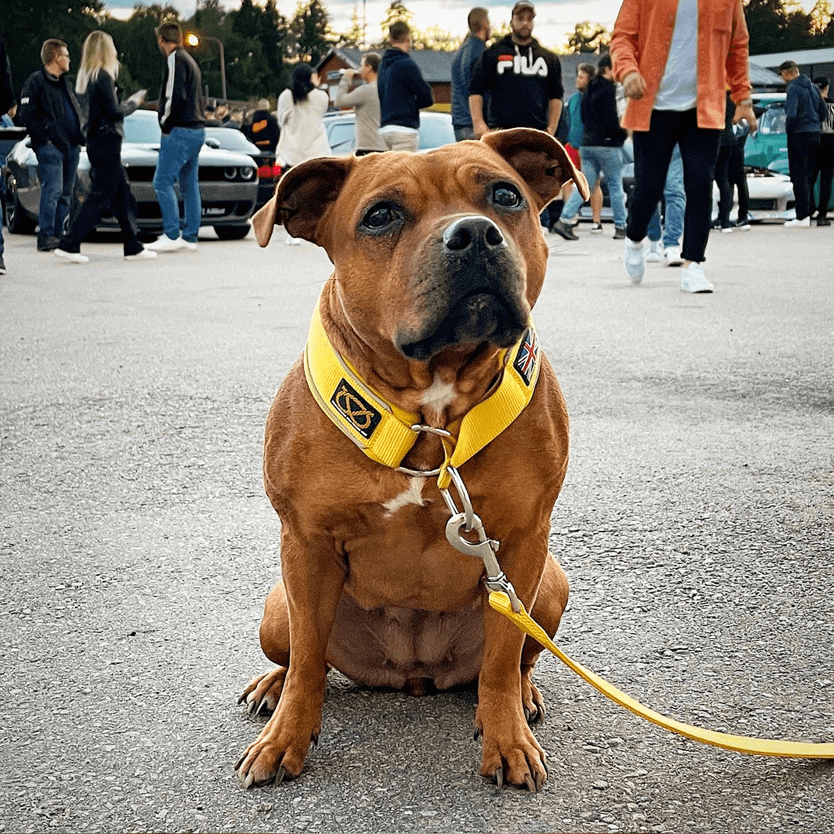 Martingale Half Choke Collar Staffordshire Bull Terrier 1935®