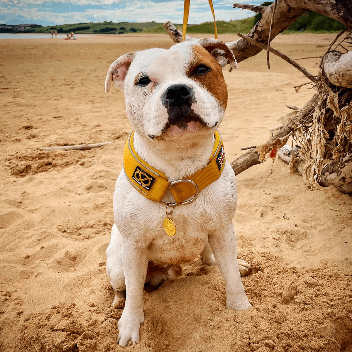 Martingale Half Choke Collar Staffordshire Bull Terrier 1935®