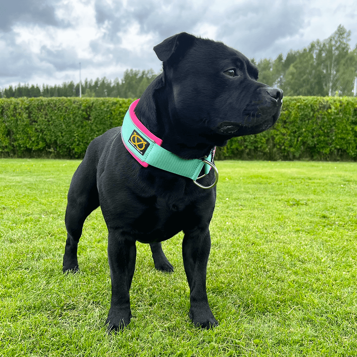 Martingale Half Choke Collar Staffordshire Bull Terrier 1935®