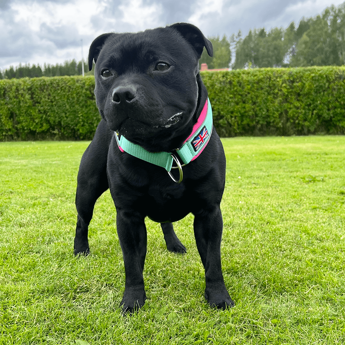 Martingale Half Choke Collar Staffordshire Bull Terrier 1935®