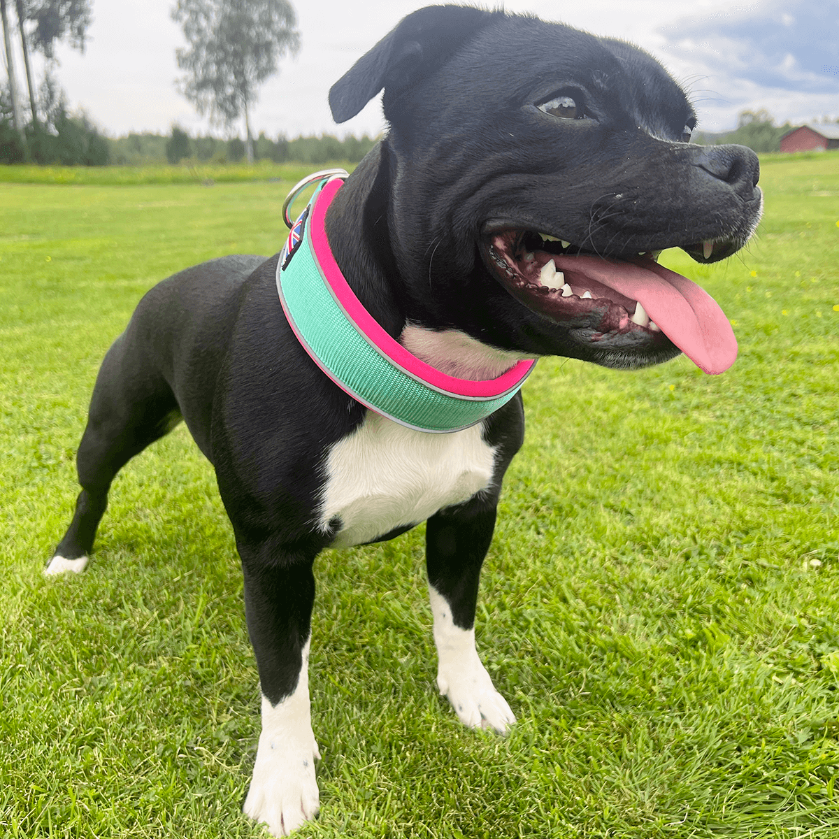 Martingale Half Choke Collar Staffordshire Bull Terrier 1935®