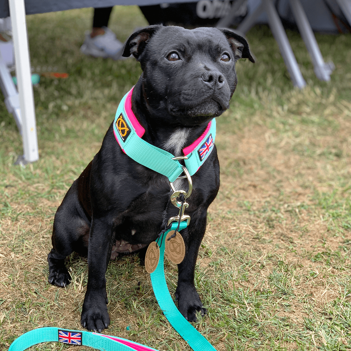 Martingale Half Choke Collar Staffordshire Bull Terrier 1935®