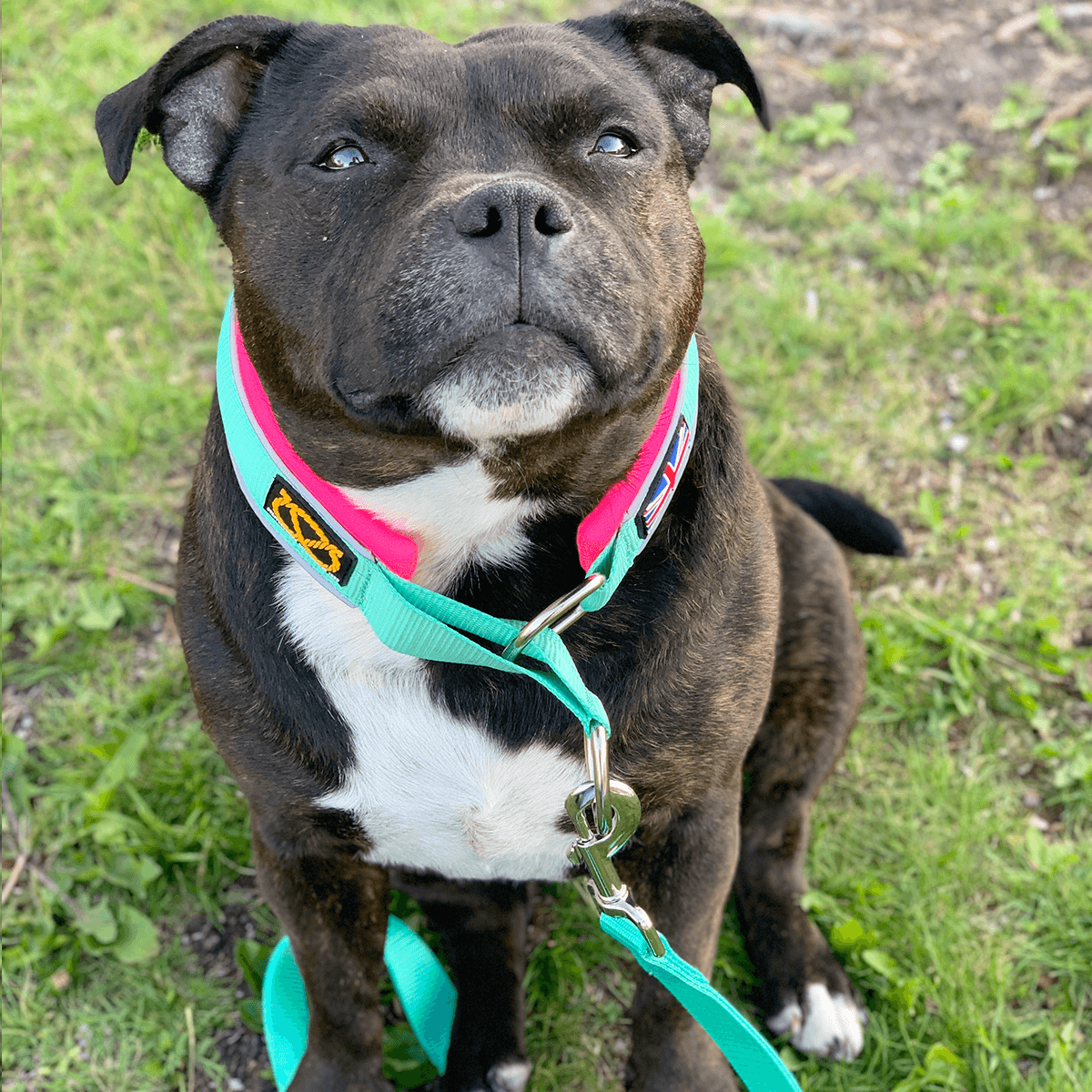 Martingale Half Choke Collar Staffordshire Bull Terrier 1935®