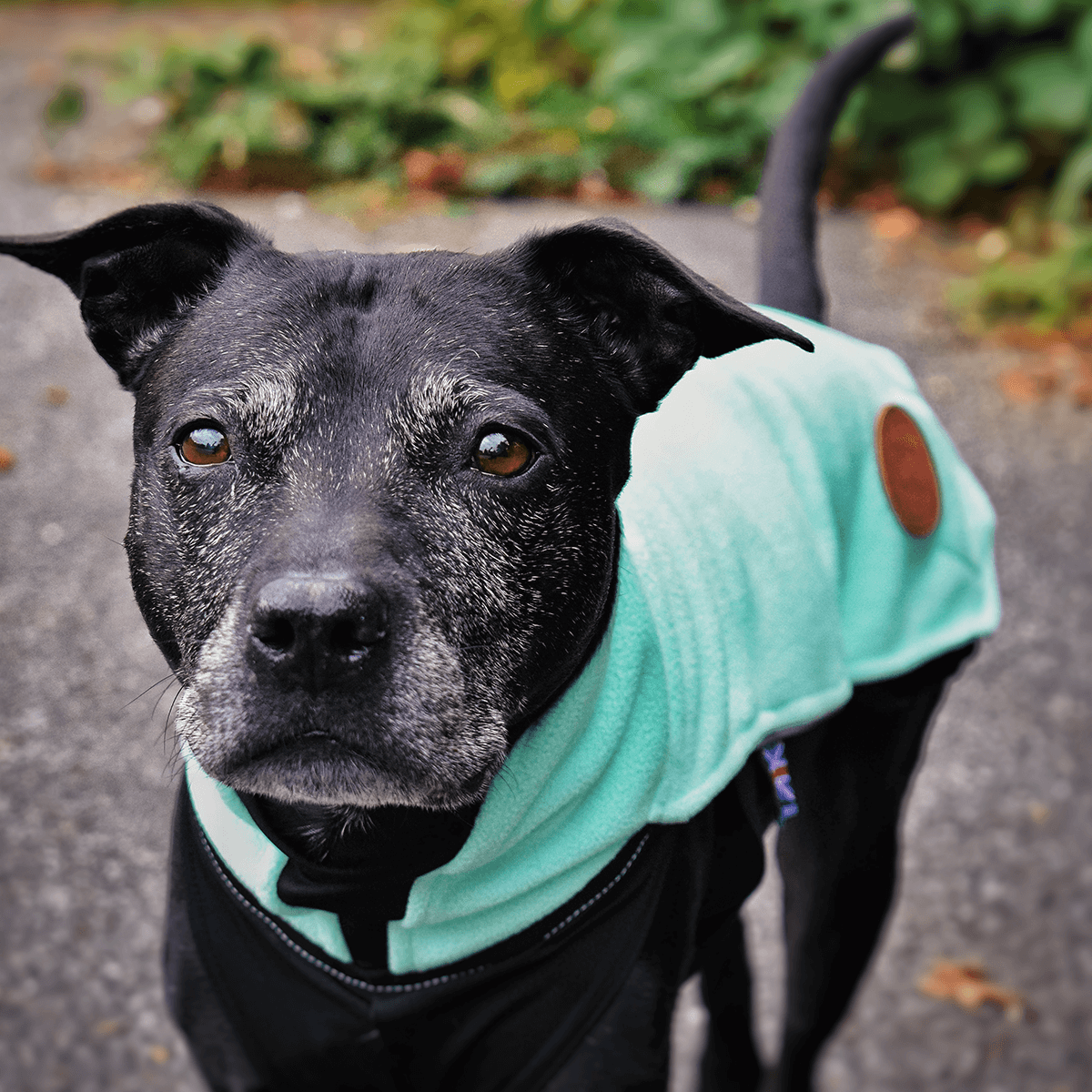 Staffy Fleece Coat - Staffordshire Bull Terrier 1935®