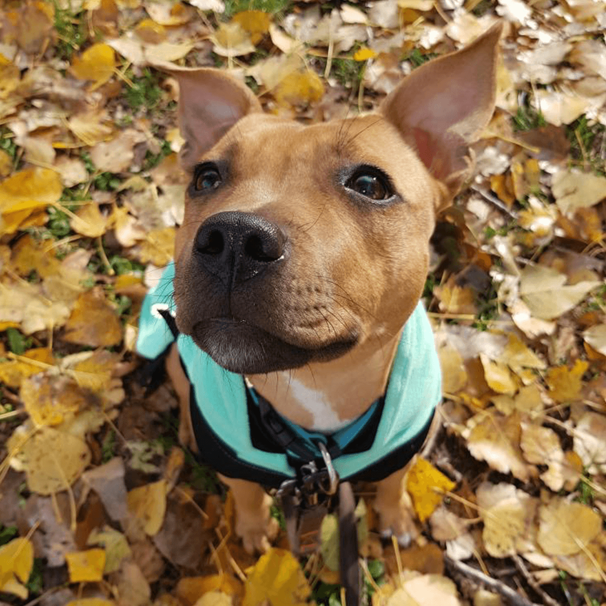 Staffy Fleece Coat - Staffordshire Bull Terrier 1935®