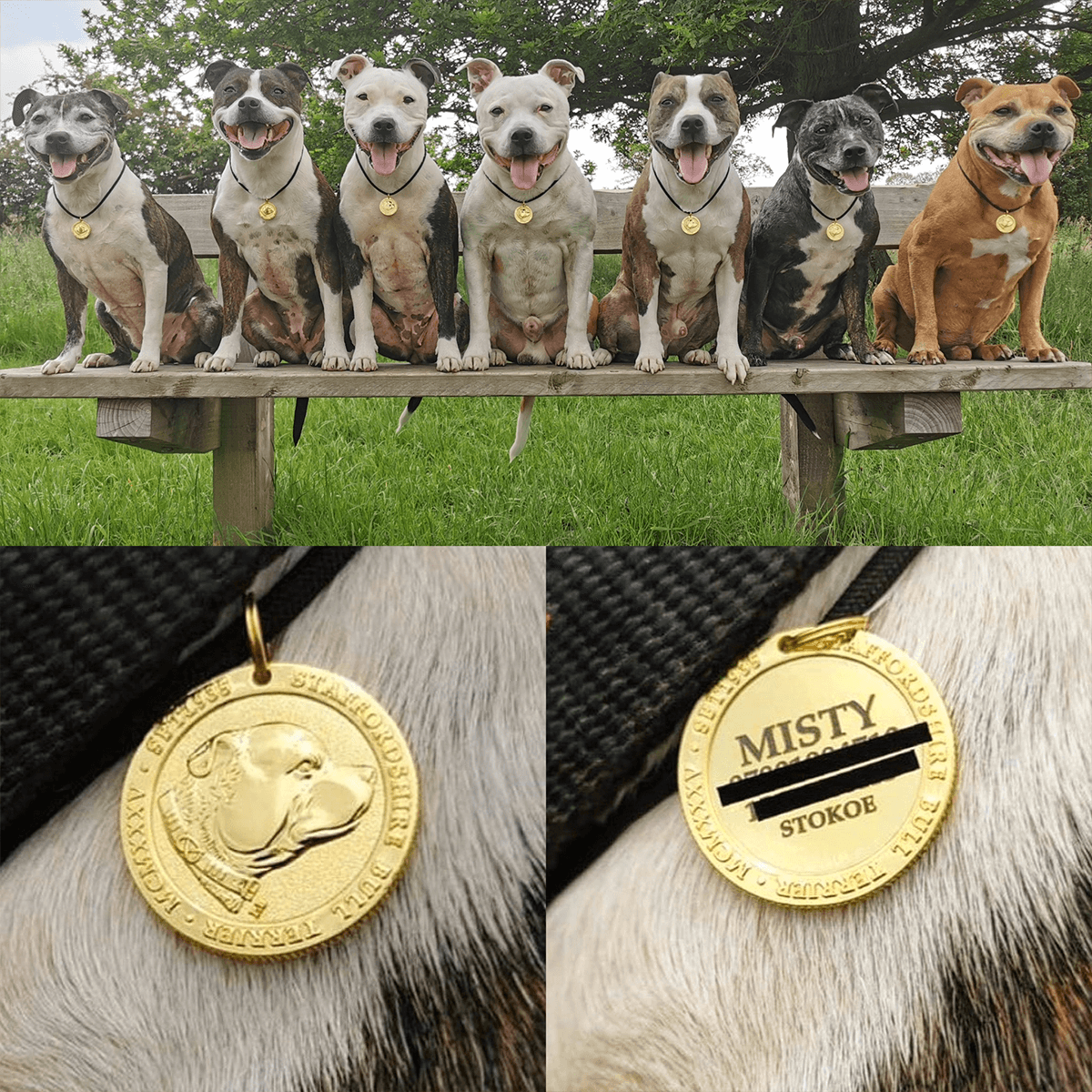 Staffordshire Bull Terrier 1935® Valp Namnbricka