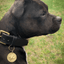 Staffy Nametag - Staffordshire Bull Terrier 1935®