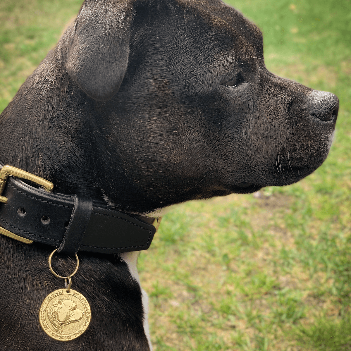 Staffy Nametag - Staffordshire Bull Terrier 1935®