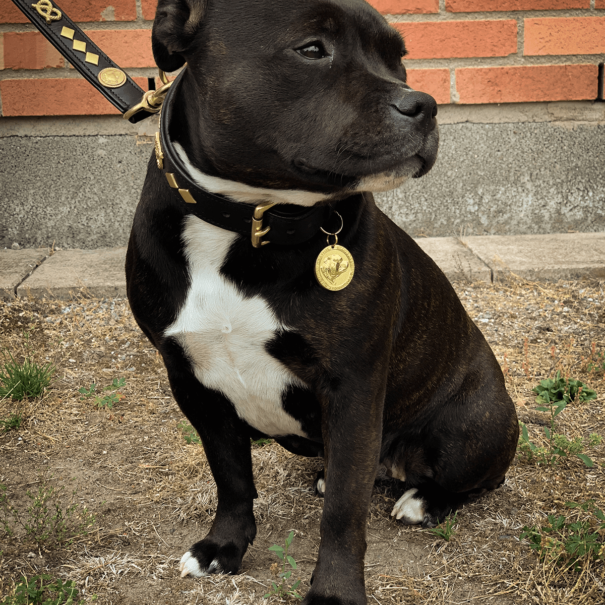 Staffordshire Bull Terrier 1935® Valp Namnbricka