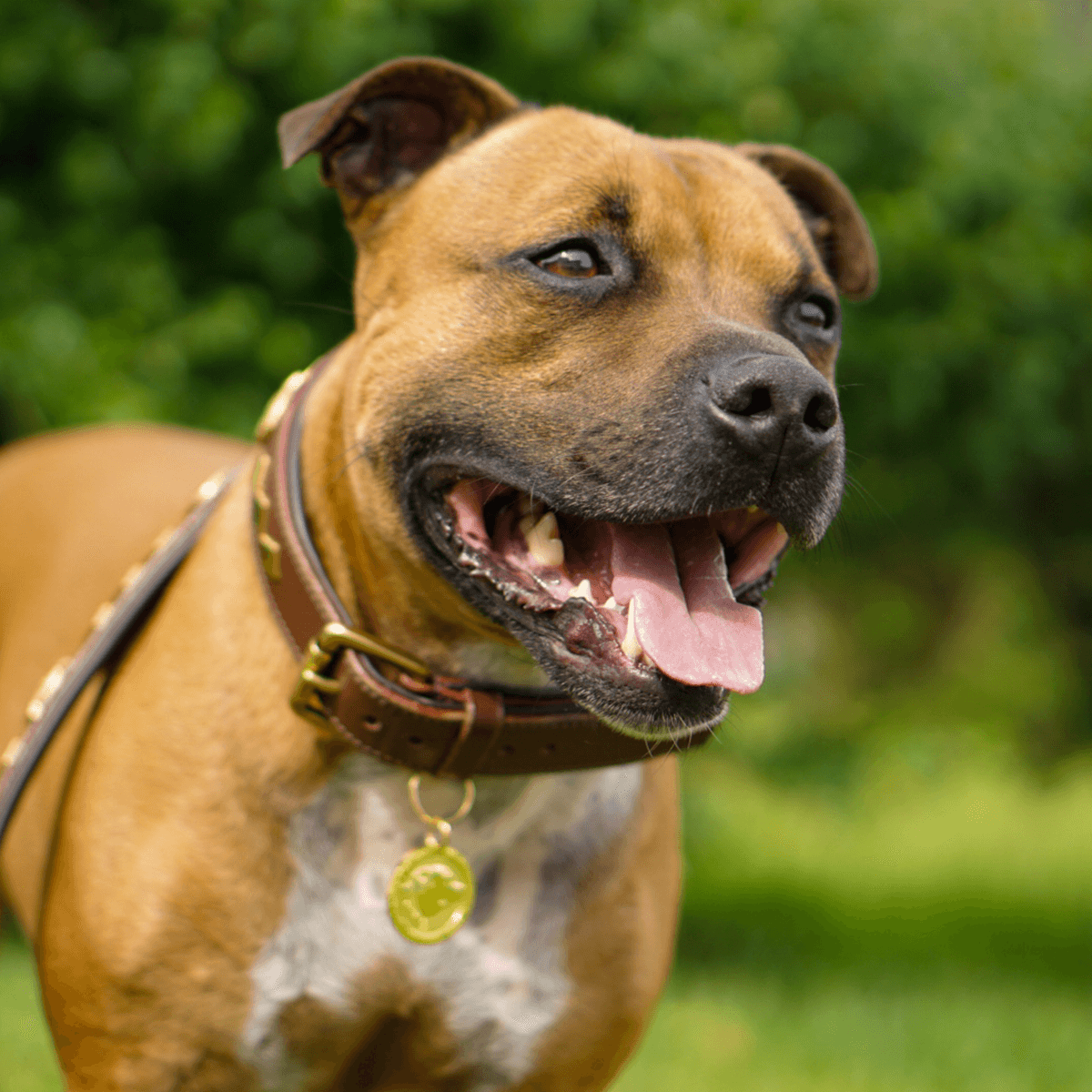 Staffordshire Bull Terrier 1935® Nametag - Shiny