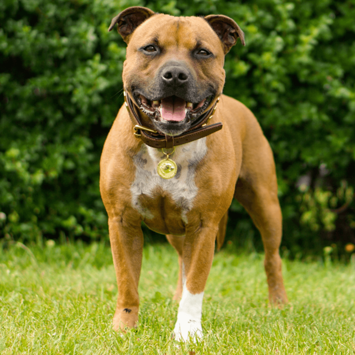 Staffy Nametag - Staffordshire Bull Terrier 1935®