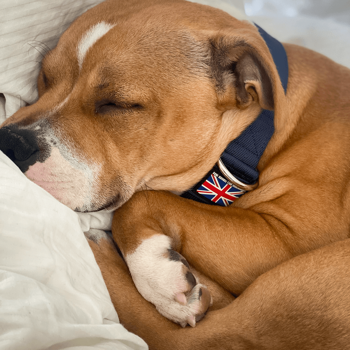 Padded Nylon Collar Staffordshire Bull Terrier 1935®