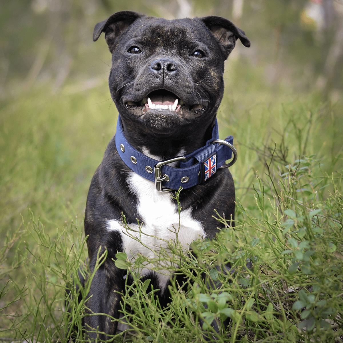 Padded Nylon Collar Staffordshire Bull Terrier 1935®