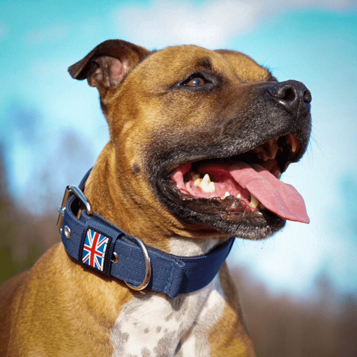 Padded Nylon Collar Staffordshire Bull Terrier 1935®