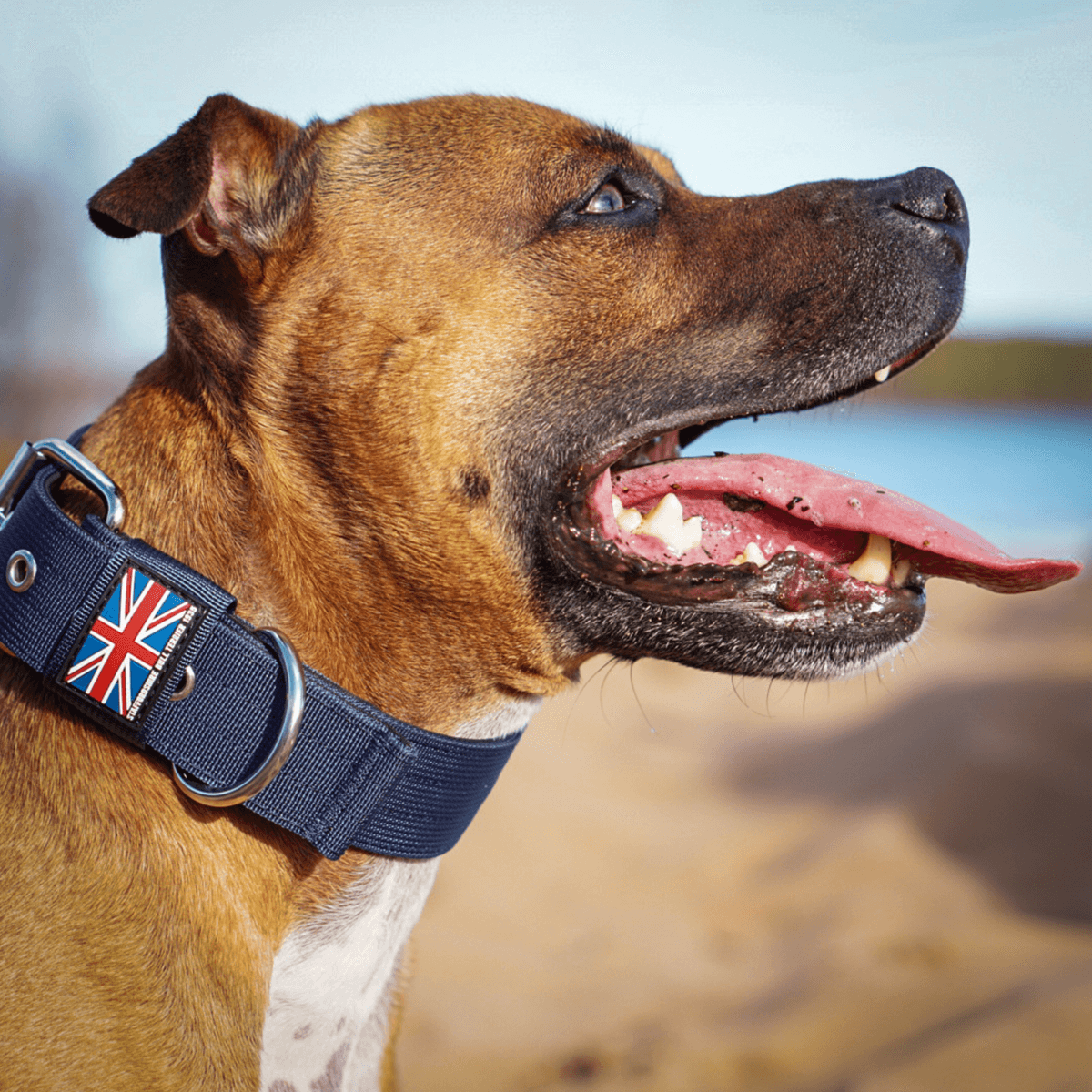 Padded Nylon Collar Staffordshire Bull Terrier 1935®