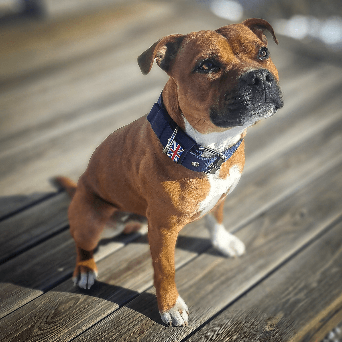 Padded Nylon Collar Staffordshire Bull Terrier 1935®