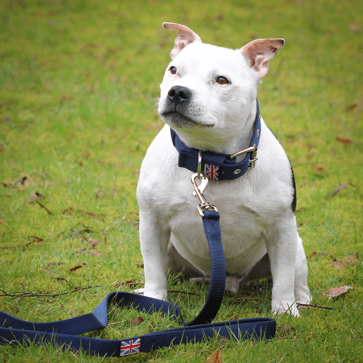 Padded Nylon Collar Staffordshire Bull Terrier 1935®