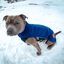 Staffy Fleece Coat - Staffordshire Bull Terrier 1935®