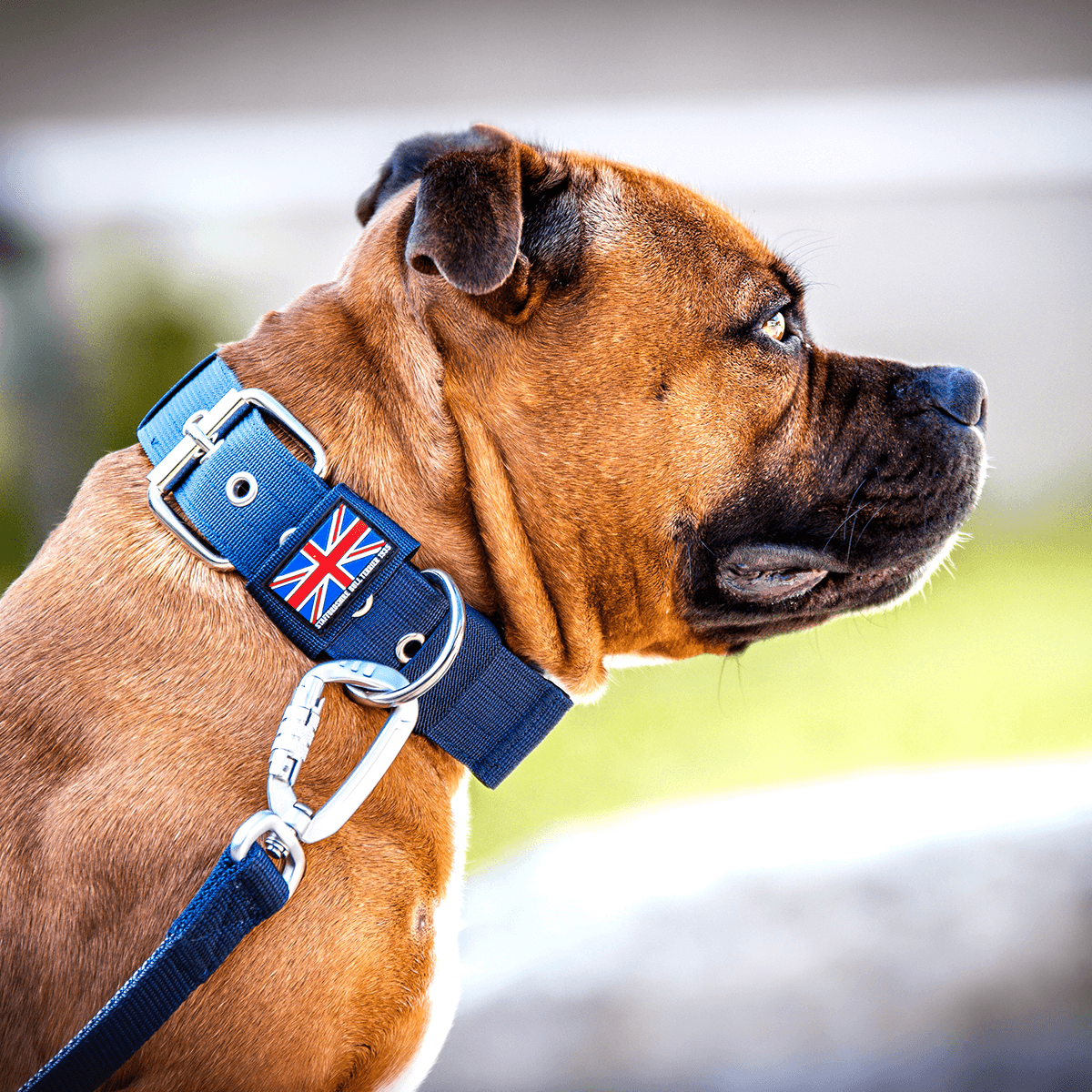 Padded Nylon Collar Staffordshire Bull Terrier 1935®